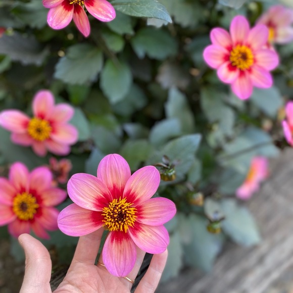 Meet your Posher, Laura - Picture 1 of 2